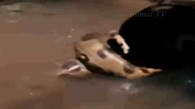 호랑이 vs 아나콘다 엄청난 데스매치!! tiger vs anaconda fight to death смотреть онлайн