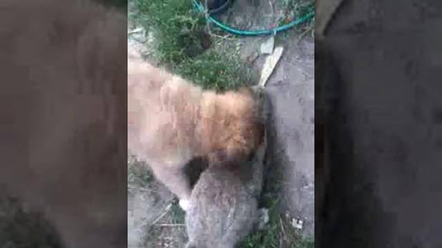 щенок лайка натаска на зайца смотреть онлайн
