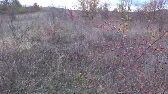 Сезон НАЧАЛСЯ. Рядовка синеножка или лиловоногая рядовка, сбор грибов 2022, грибы Крыма смотреть онлайн