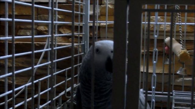 Попугай Тави смотреть онлайн