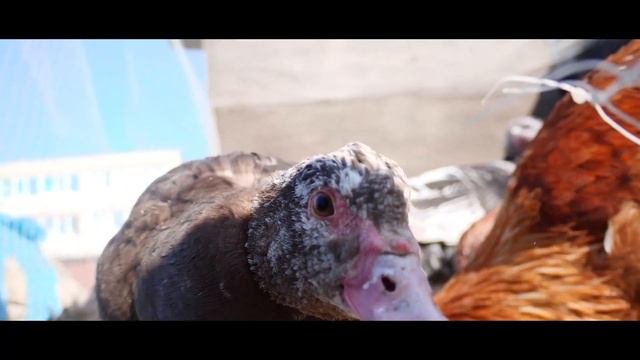 TEST.Panasonic GH5s.Деревенская экспресс зарисовка./автофокус/ с рук/ разные настройки.