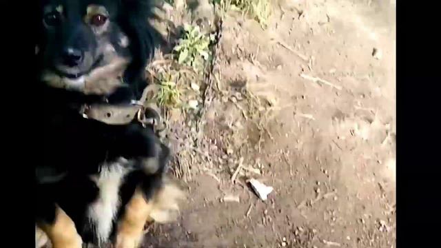 Обучаю Боню команде "Сидеть". Рождение Муси. Мама Рябины. Телята Рябины. Снежана с собаками смотреть онлайн