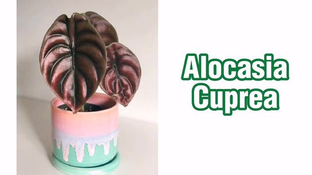 Conventional Alocasia vs. Variegated Alocasia 2023 смотреть онлайн