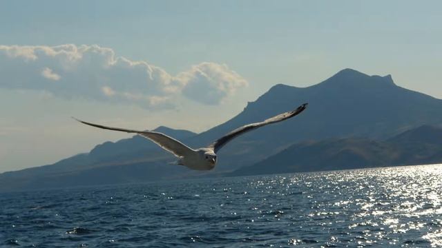 Николай Зыков автор-исполнитель "СНОВА ЛЕТО!" смотреть онлайн