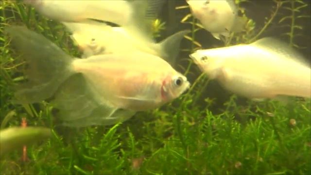 Подготовка нерестовика. Подготовка воды для нереста рыбок. Нерестим тернецию смотреть онлайн