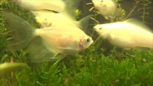 Подготовка нерестовика.  Подготовка воды для нереста рыбок. Нерестим тернецию