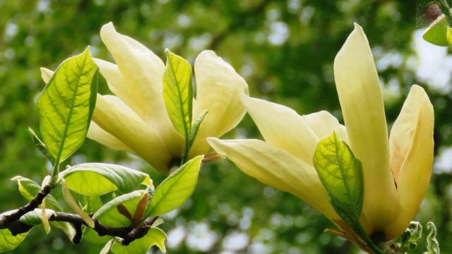KWITNĄCY MAJ - MAGNOLIA "YELLOW LANTERN" (ŻÓŁTA) смотреть онлайн