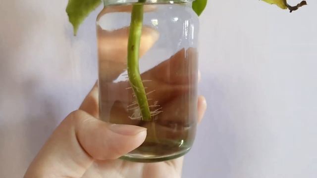 #56 - Pilea cadierei propagation | Alumunium Plant смотреть онлайн