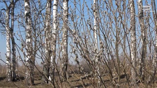 «НАВСЕГДА В МОЕМ СЕРДЦЕ» Весенняя мелодия любви смотреть онлайн