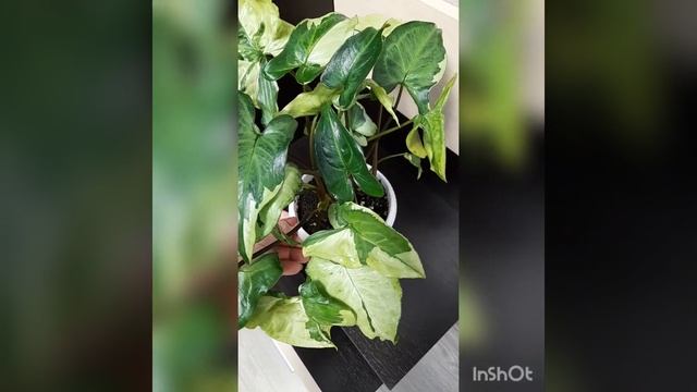 Сингониум Три Короля смотреть онлайн