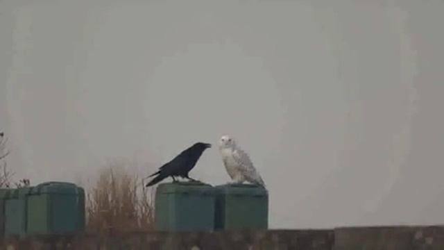 Монтекки и Капулетти смотреть онлайн