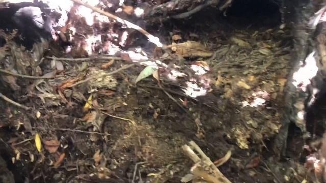 Цвергпинчер.Приключения цвергпинчера в деревне.Природа.Собаки. смотреть онлайн