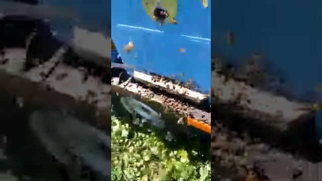 Спецназ на медосборе,изоляция маток. смотреть онлайн