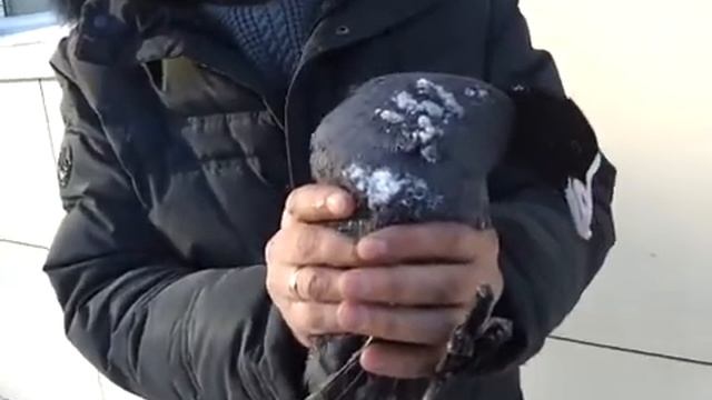 Спасение птицы.mp4 смотреть онлайн