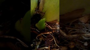 Как отличить цветонос от роста у цимбидиума.