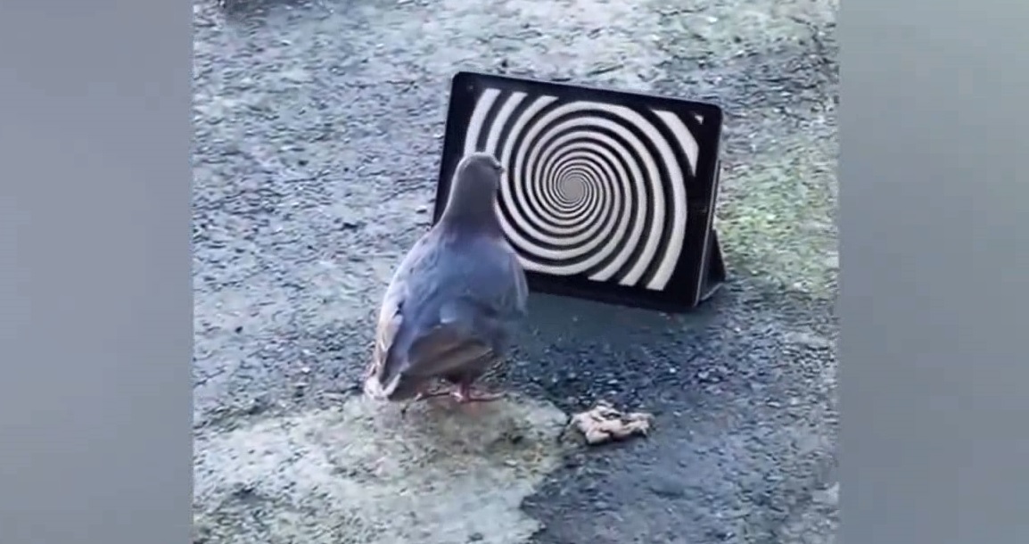 Смешные приколы #38 смотреть онлайн