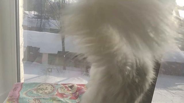 Буся - красотуся! Догоняем Тёму! / Дрессировка кошки смотреть онлайн