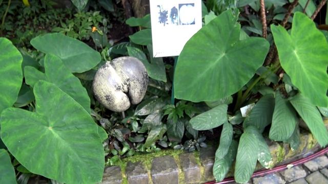 Германия, ботанический сад «Пальменгартен» во Франкфурте, прогулка на теплоходе