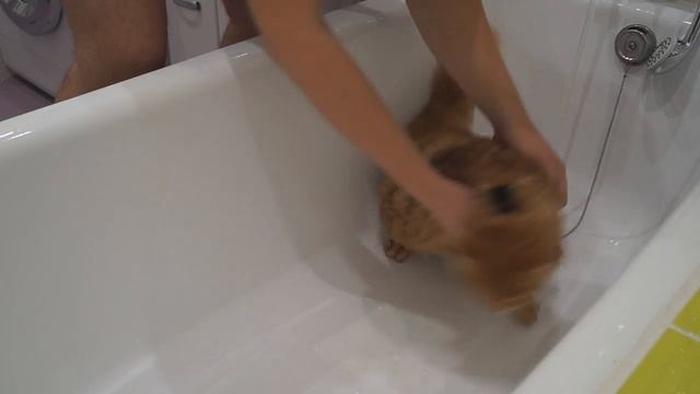 как искупать кота смотреть онлайн