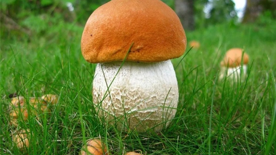 В Подмосковье установилась жара. Идём в лес, смотрим что там с грибами. смотреть онлайн