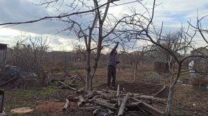 Омолаживающая обрезка старой черешни