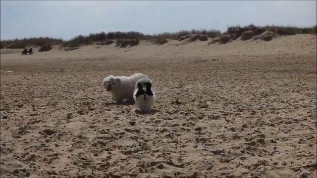 Coton De Tulear First Time On The Beach!