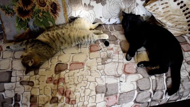 Мама сочинила стихи про наших котиков. смотреть онлайн