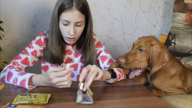 СОБАЧИЙ ШОКОЛАД - Необычные собачие лакомства | Nastya Pets смотреть онлайн