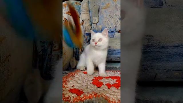 лиловая золотая шиншилла поинт смотреть онлайн