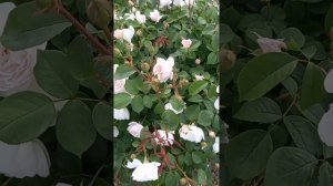 Desdemona. Ещё одна розочка Дэвида Остина в нашем саду.