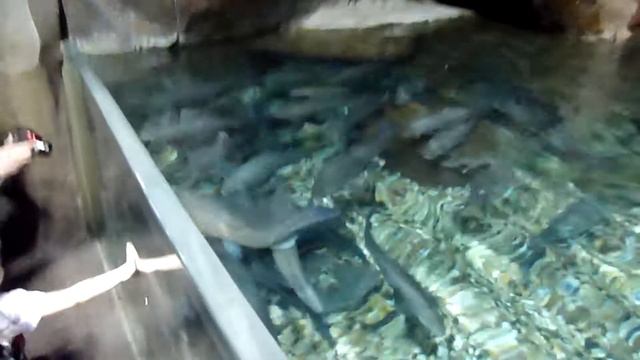 Шанхайский океанариум смотреть онлайн
