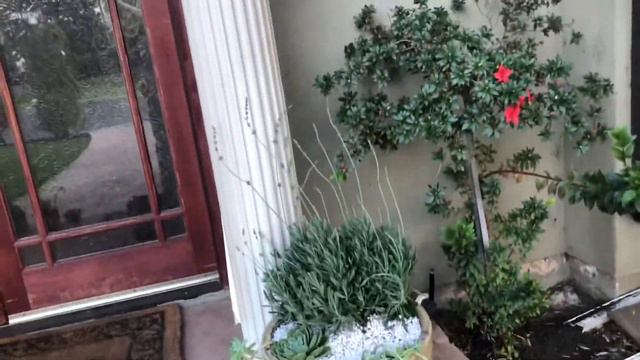 Redoing Front Porch Pots with succulents and lavender смотреть онлайн
