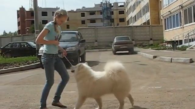самоед ринговая подготовка смотреть онлайн