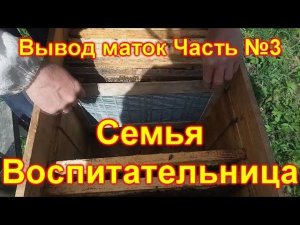 Вывод маток Часть 3 Формируем семью воспитательницу