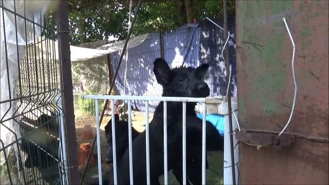 Немецкие овчарки. Жара ( в деревне) смотреть онлайн