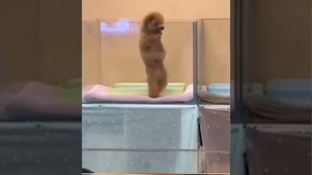 Bậc thầy trong làng poping 😂 смотреть онлайн