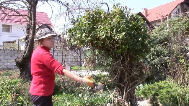 Жимолость каприфоль. Почему и как я обрезаю весной кусты жимолости каприфоль ?! смотреть онлайн