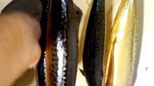 Дымогенератор лабиринтного типа, из колонок от маяка.