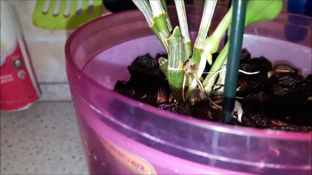 Орхидея Дендробиум. Уценка. Осмотр на 05.04.2017 смотреть онлайн