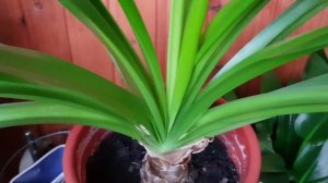 Гименокаллис - комнатное растение