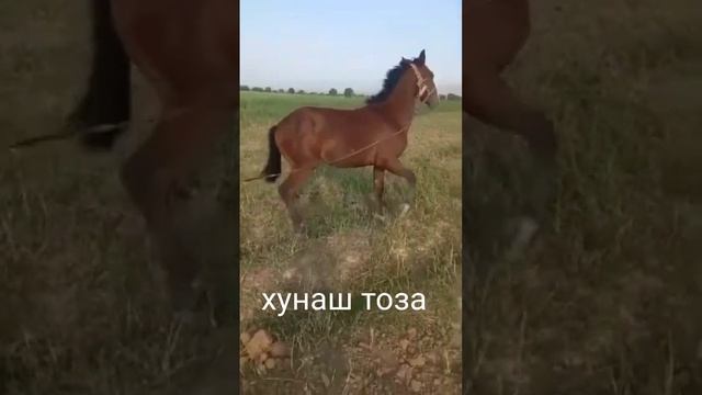 Той 1.5 сола.дар ш.Конибодом.11 х с.арзон мешад +79151896527. ватсап.имо смотреть онлайн