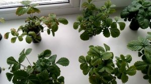 Как вырастить землянику из семян на балконе (подоконнике). Первый урожай