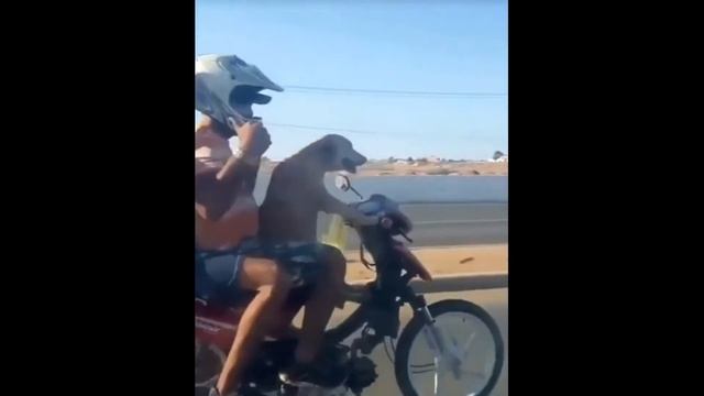 Посмотри! Собака тушит пожар!!!ПОЛНОЕ ВИДЕО! смотреть онлайн