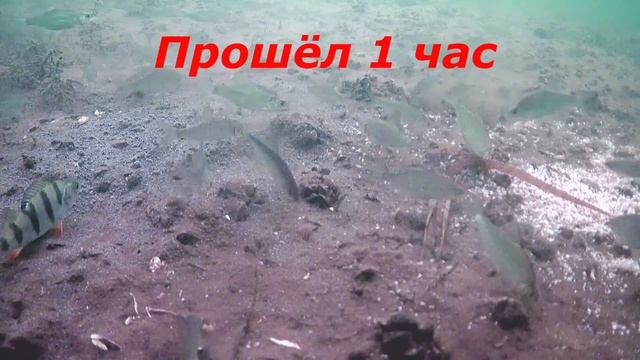 Посмотрите-Собирает стаи рыб! Не тратьте ЗРЯ ДЕНЬГИ! Супер дешёвая и Результативная зимняя прикормк смотреть онлайн