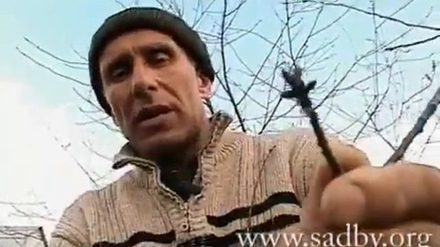 Обрезка вишни в саду: делаем как профессионал || Ландшафтный Дизайн Автор Николай Рабушко. © смотреть онлайн