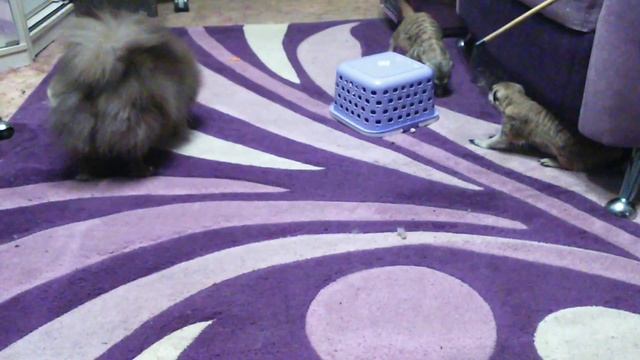 Сурикаты и мандарин смотреть онлайн