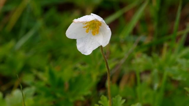 Ветреница лесная. Forest Anemone