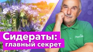 ТОЛЬКО ТАК СИДЕРАТЫ ПРИНЕСУТ ПОЛЬЗУ ПОЧВЕ! Вот что нужно сделать с сидератами перед зимой