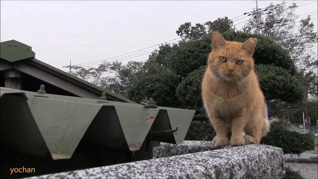 пацанский кот без хвоста на районе смотреть онлайн