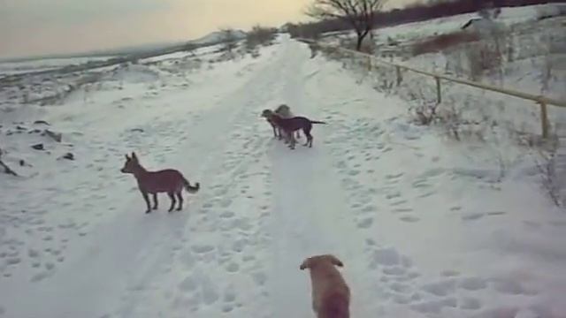 Поход на дачу с собаками смотреть онлайн